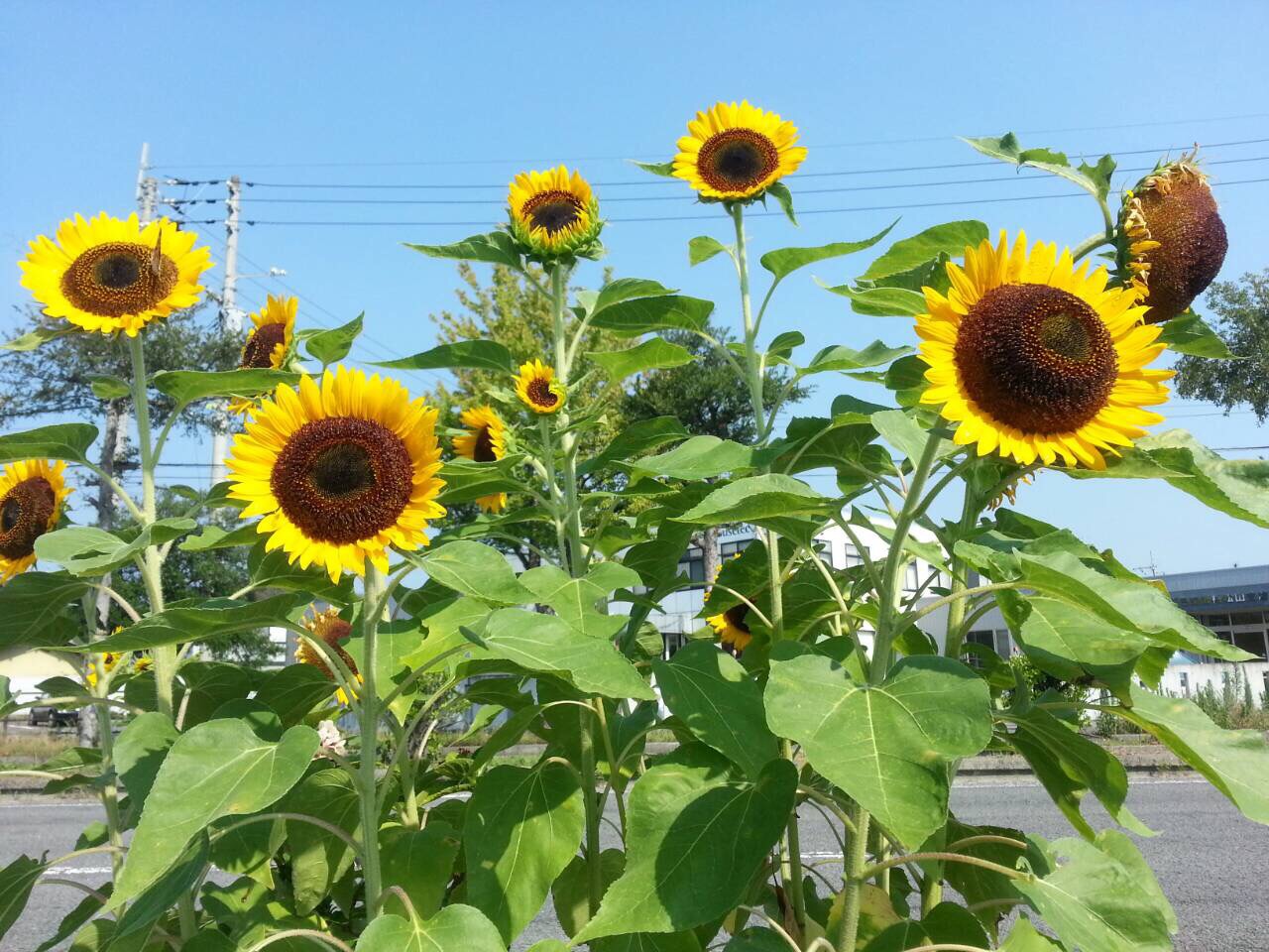 今日から8月です。