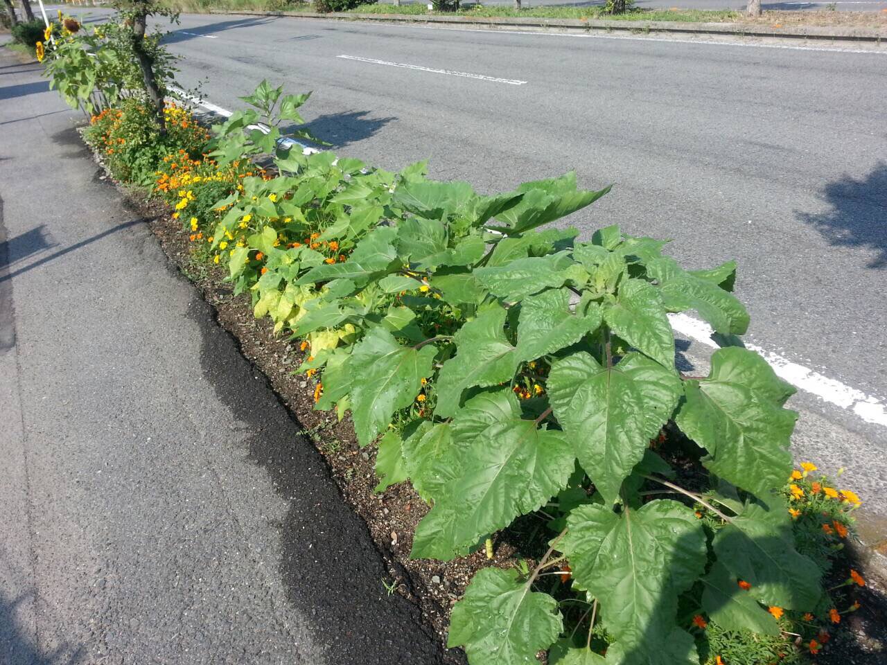 今日から8月です。