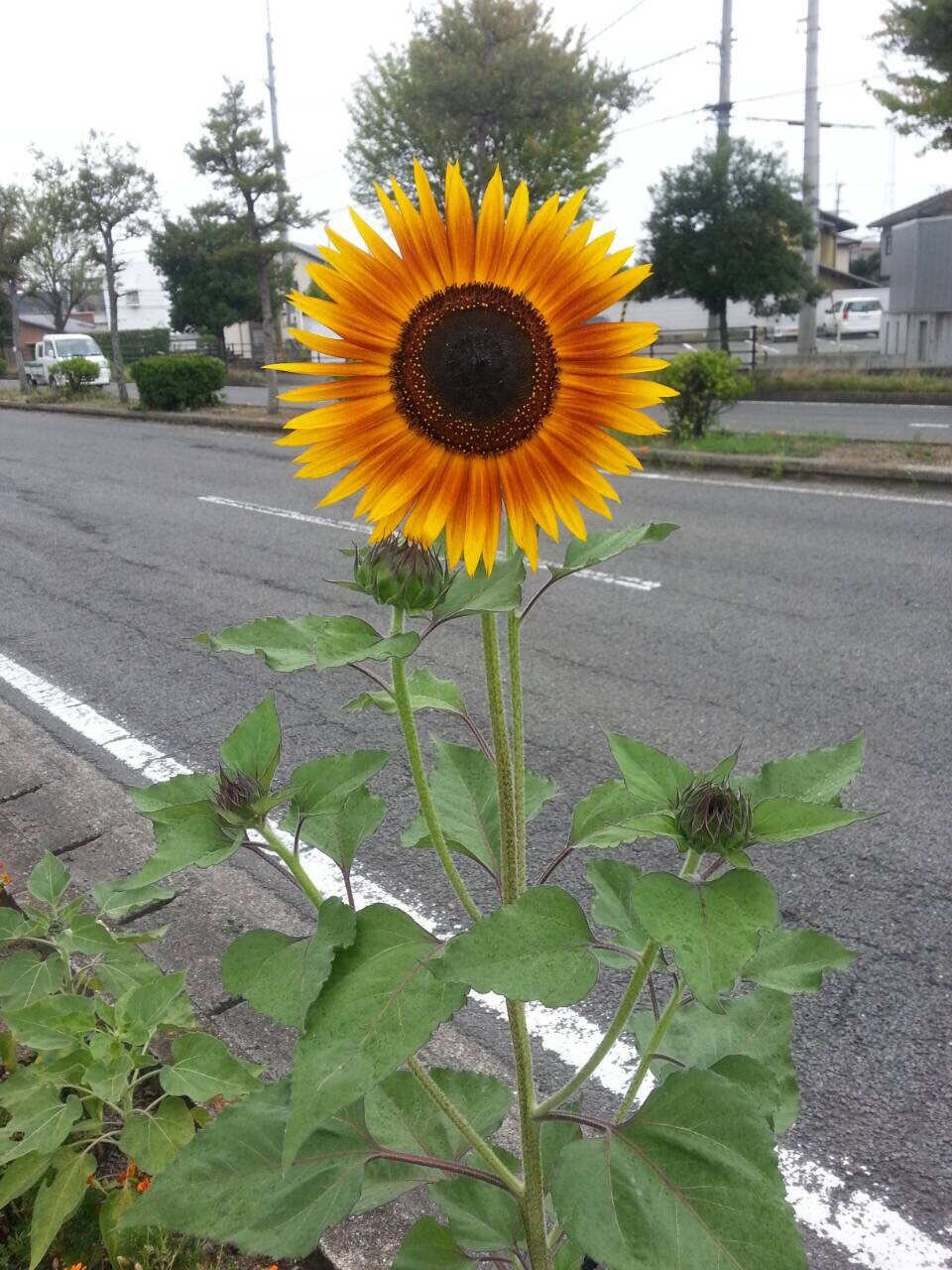 今日から9月です。