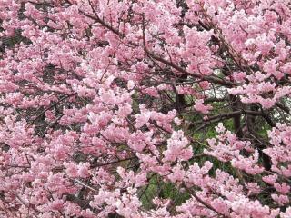 寒桜