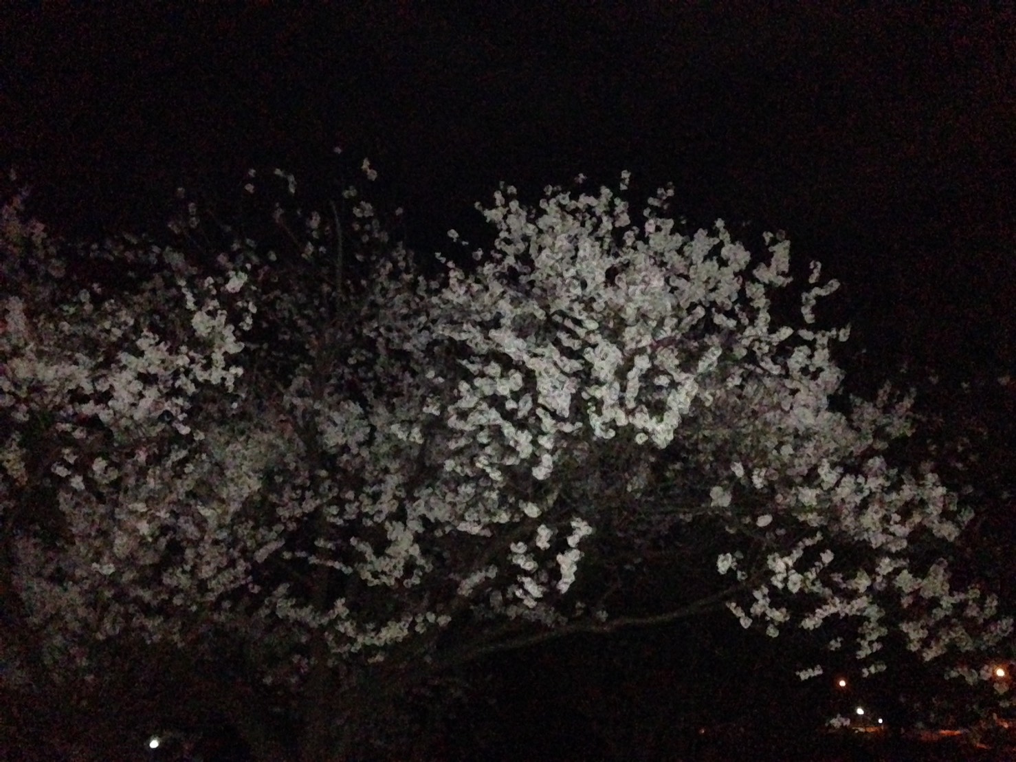 夜桜