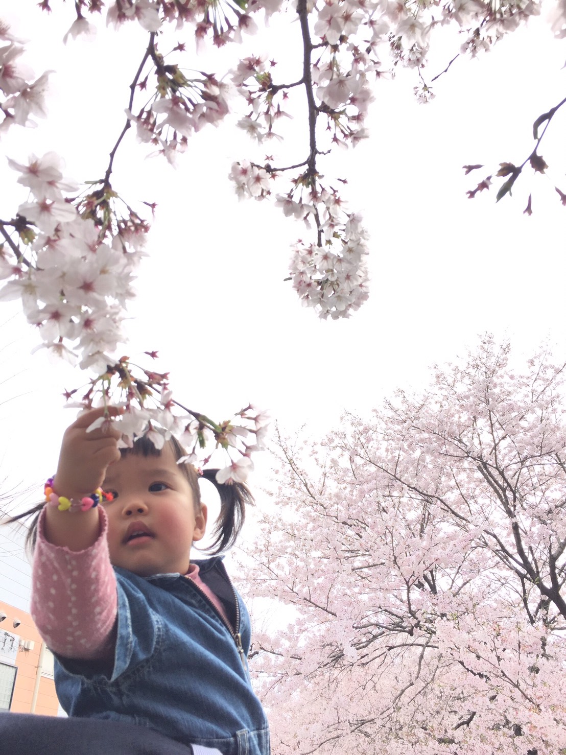 お花見