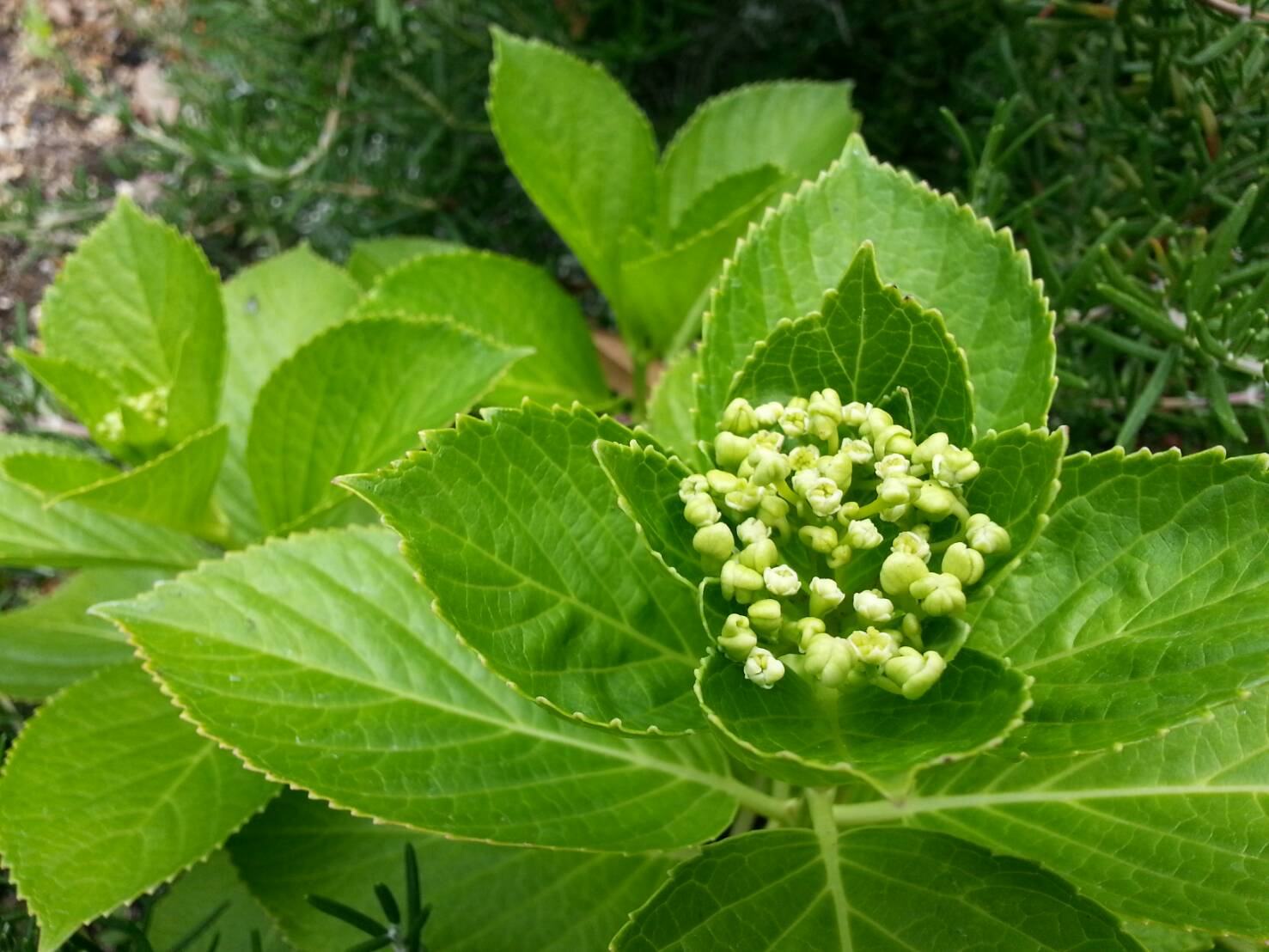 今日から6月です。