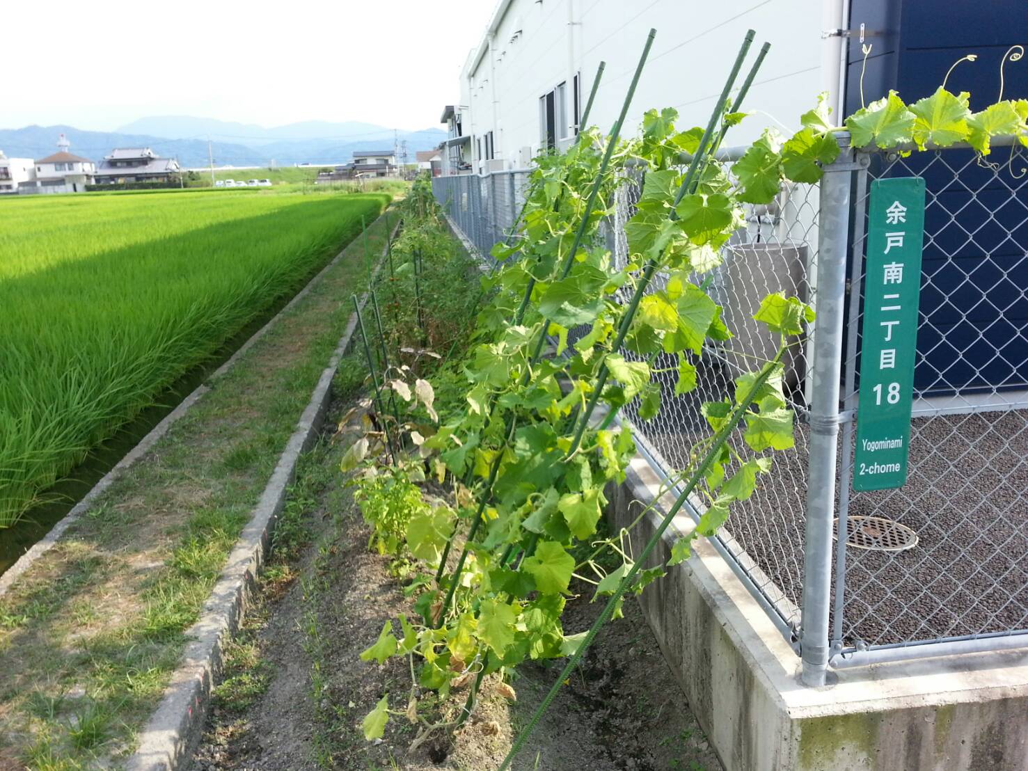 今日から8月です。