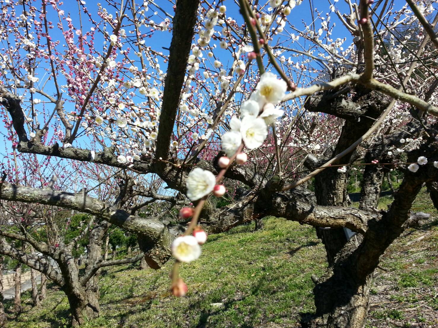 今日から3月ですね。