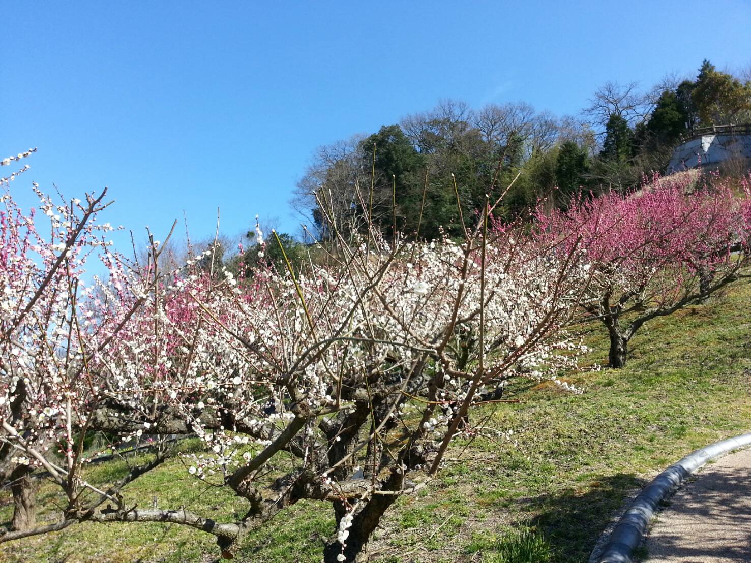 今日から3月ですね。