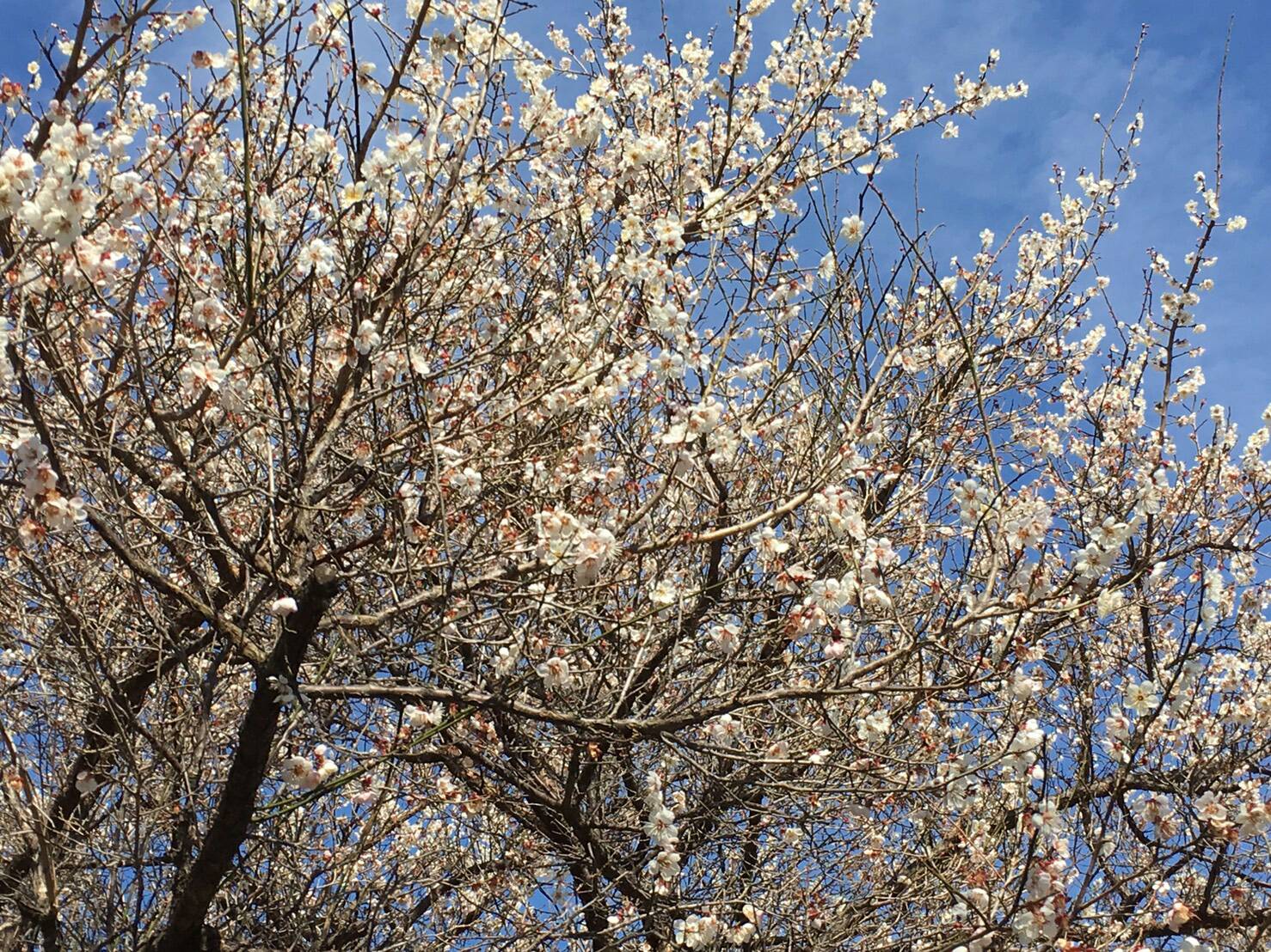 今日から3月ですね。