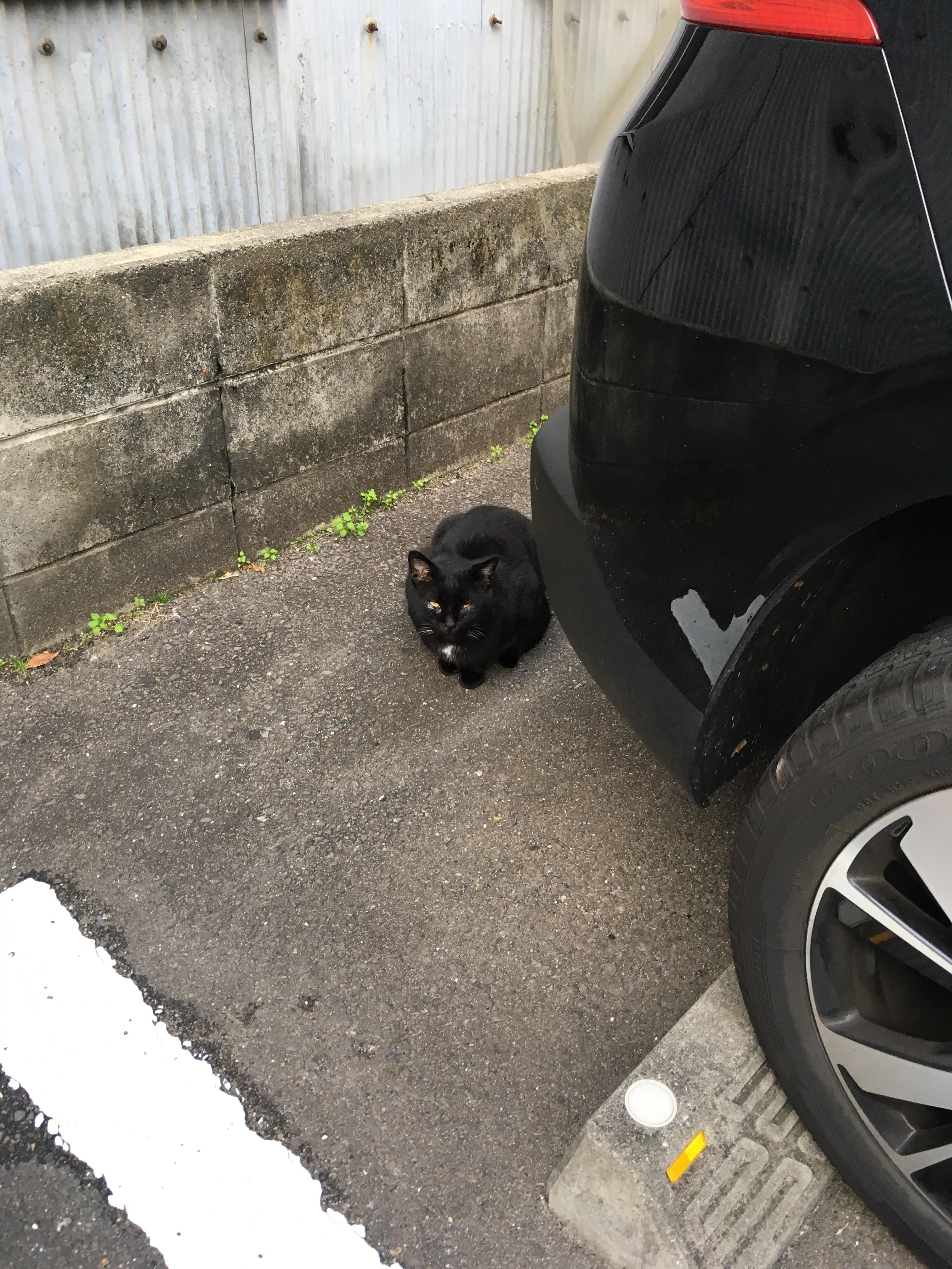 黒猫