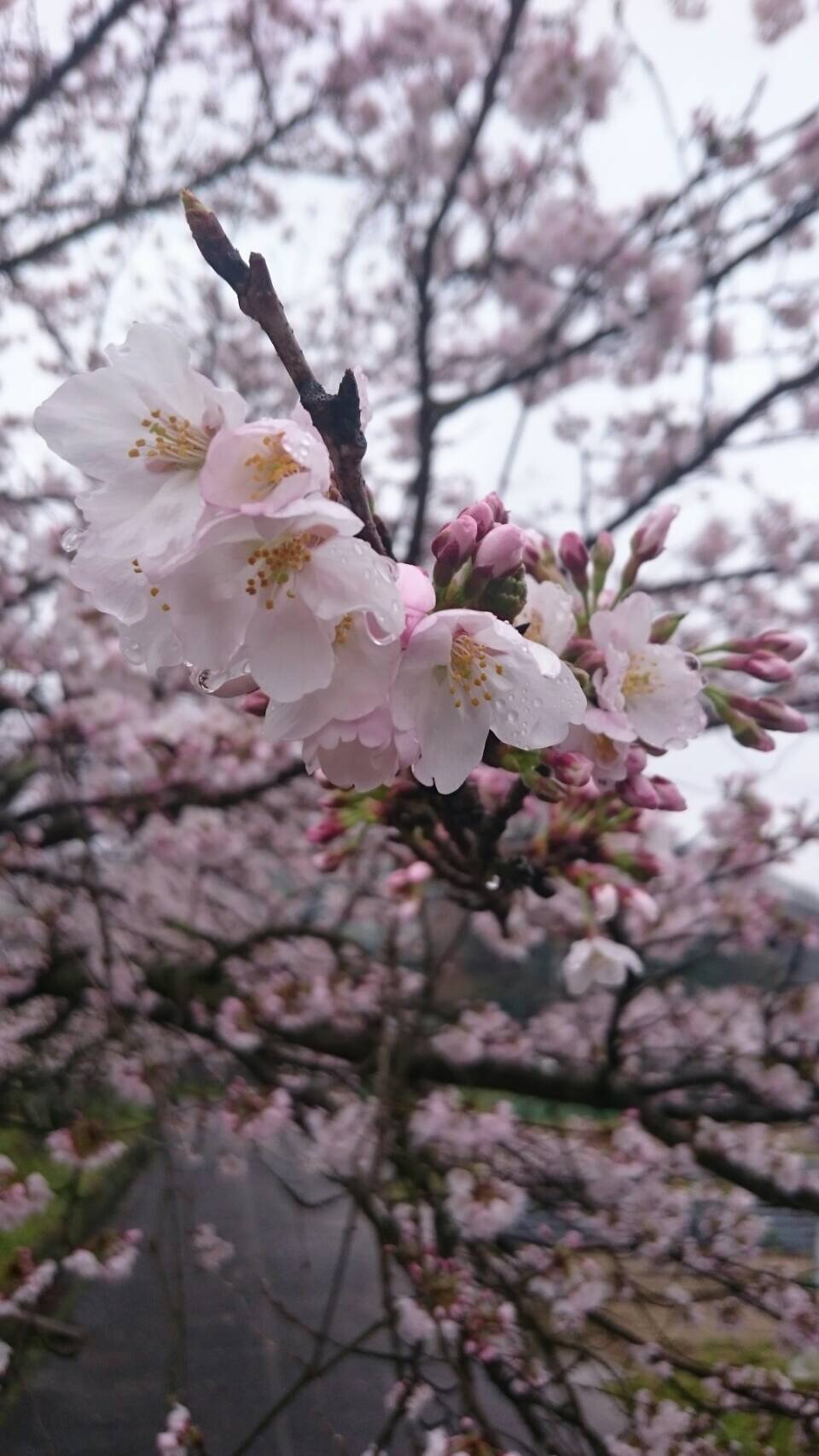 あいにくの雨