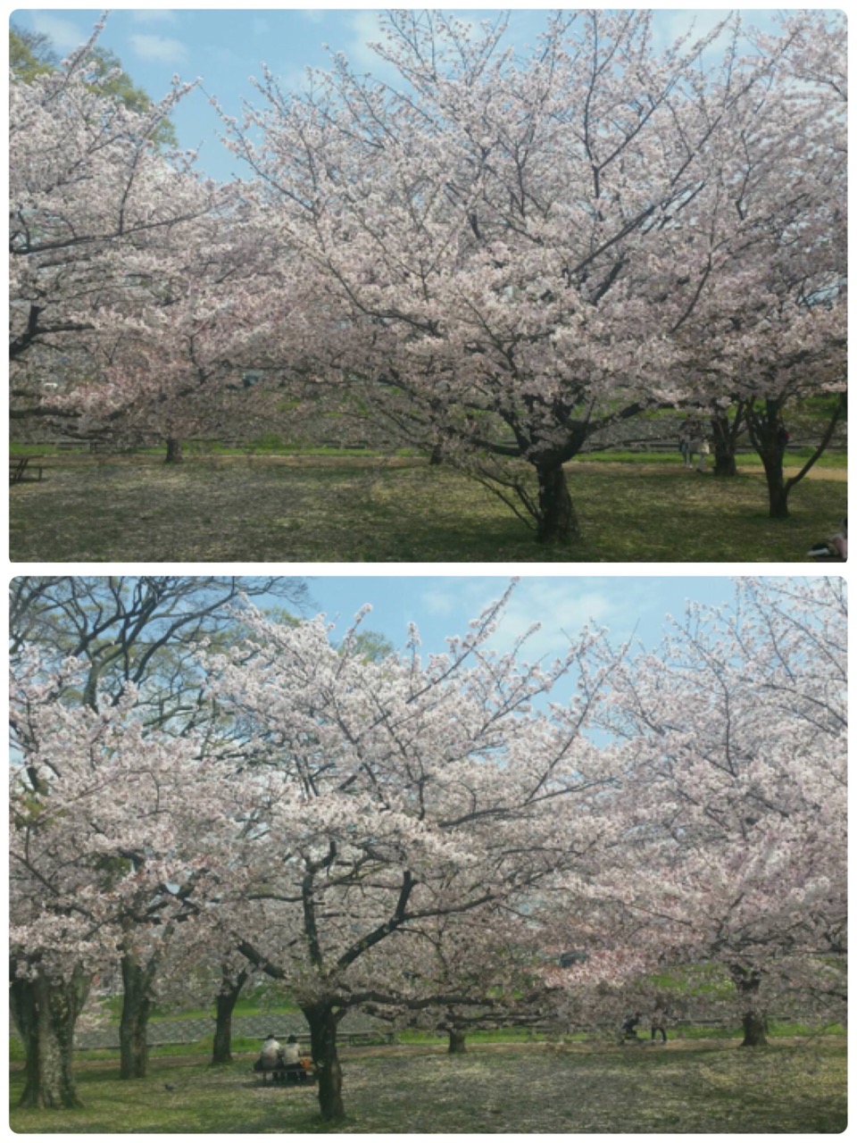 【おそいですが桜ー】