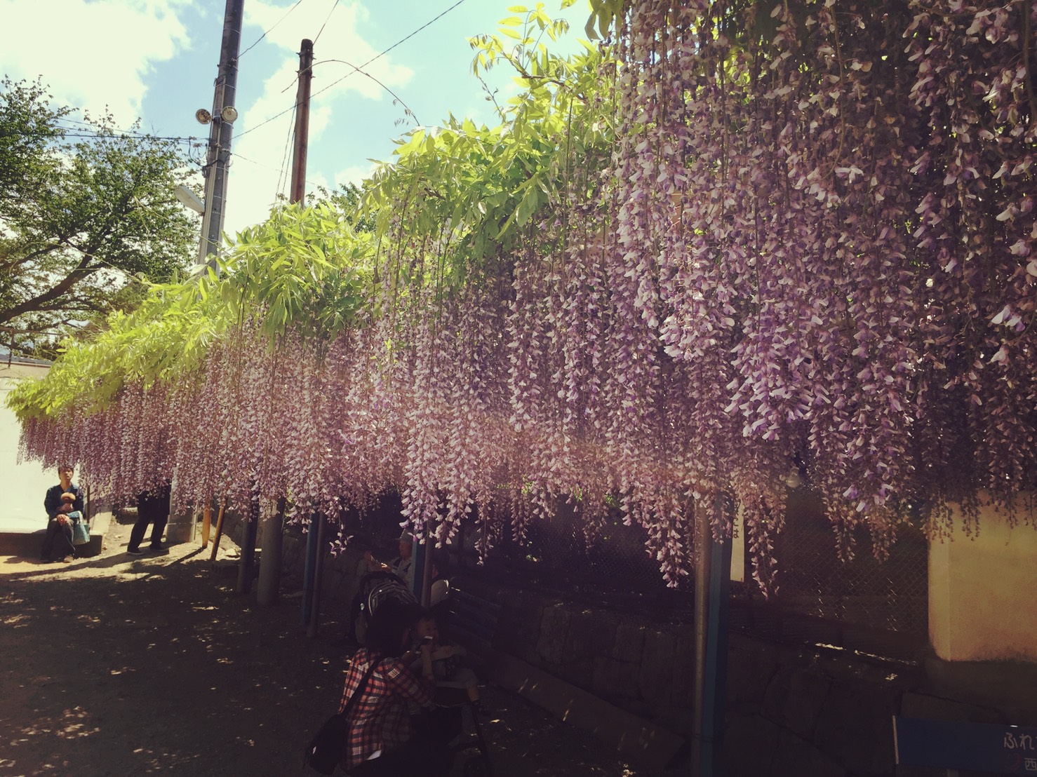 藤の花