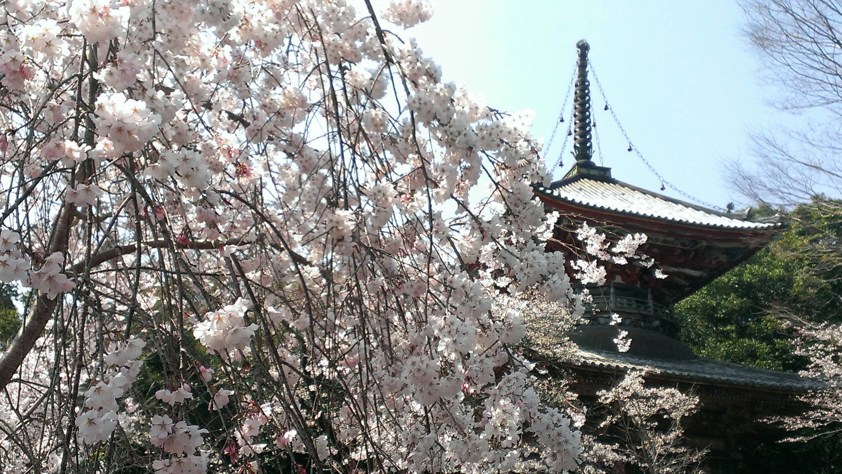 今年の桜は