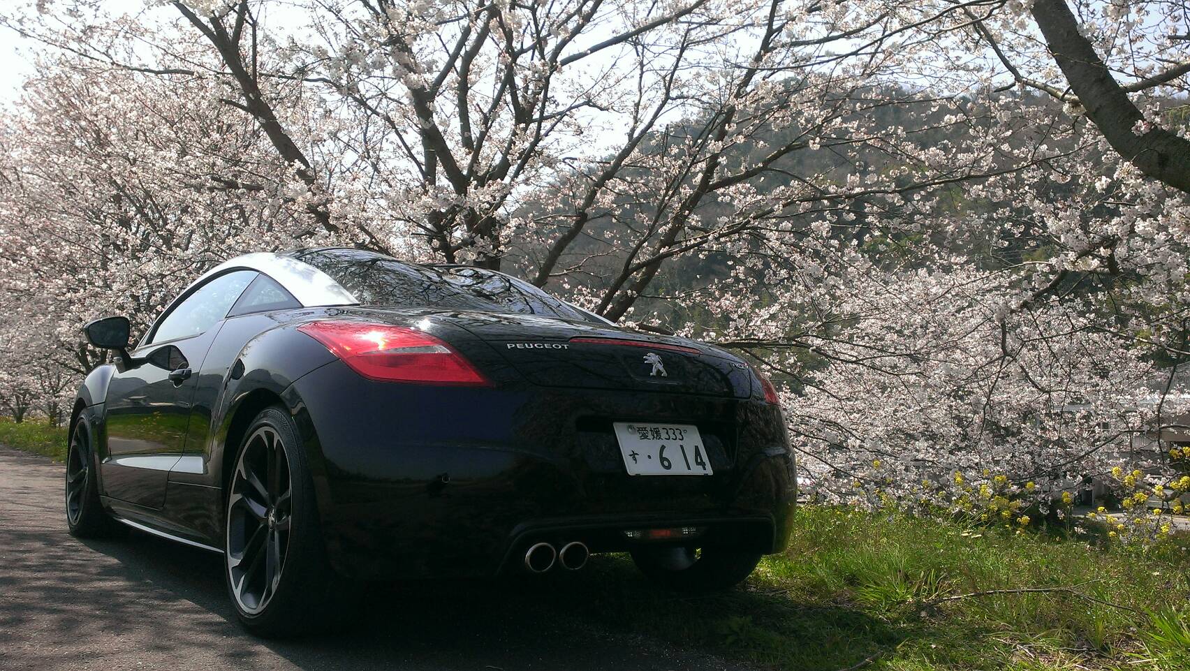 今年の桜は