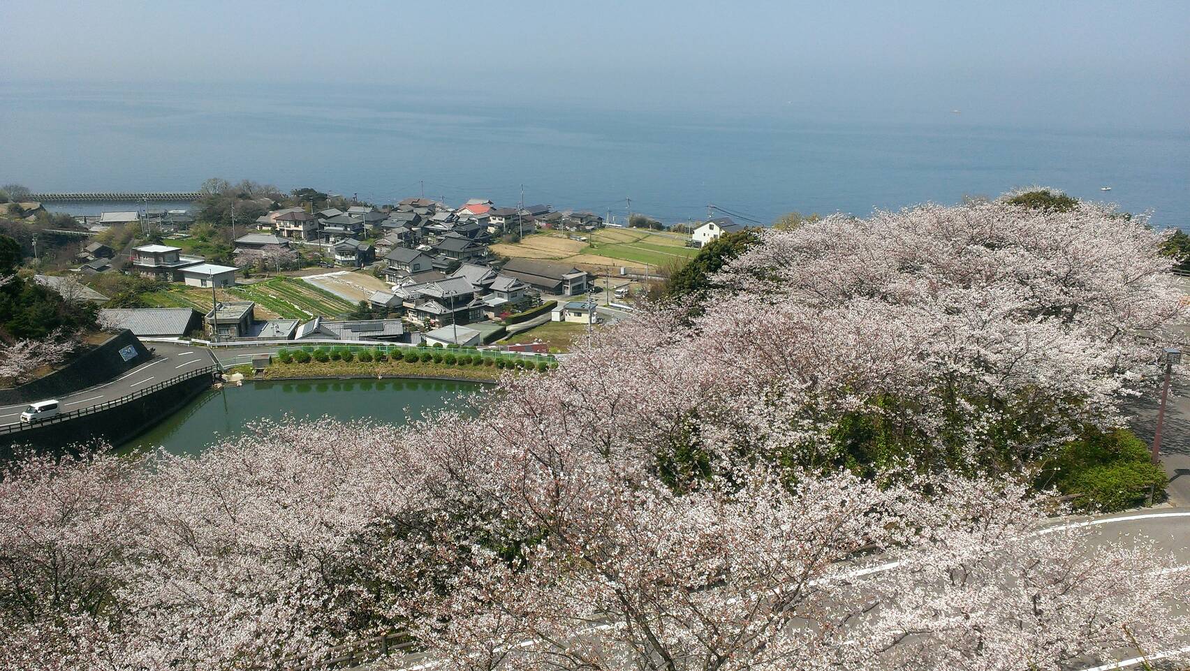 今年の桜は