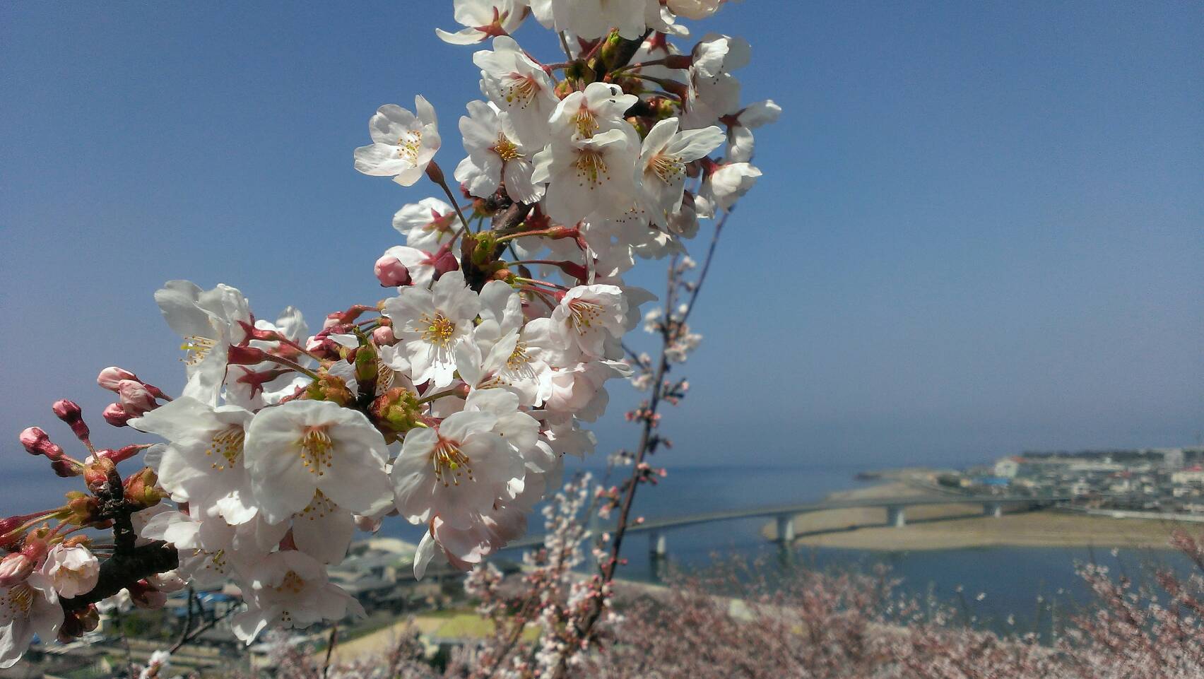 今年の桜は