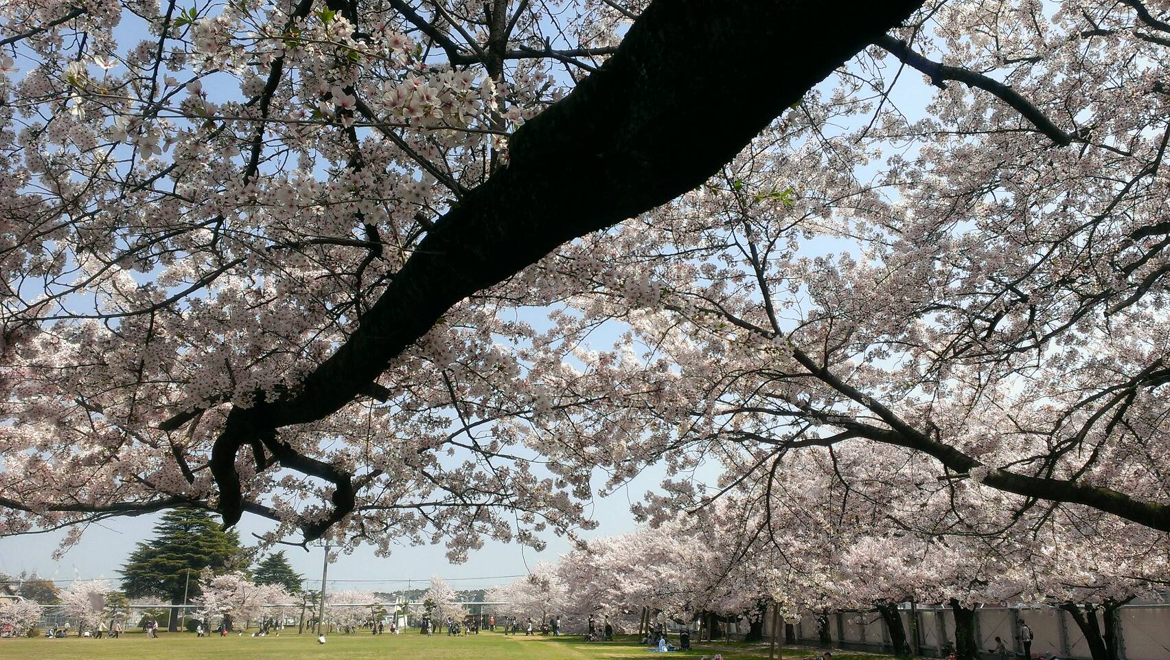 今年の桜は