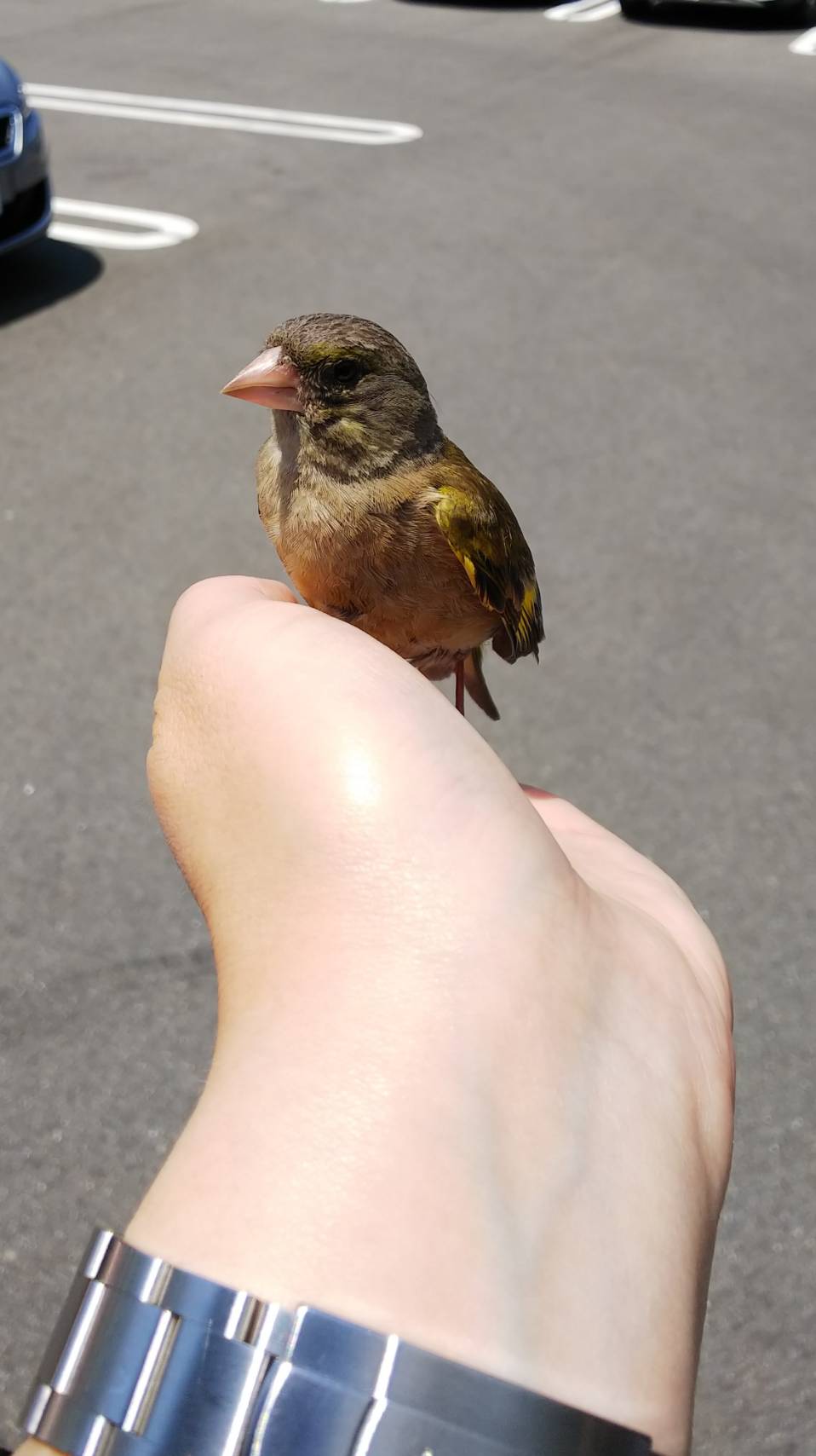 本日のお客様