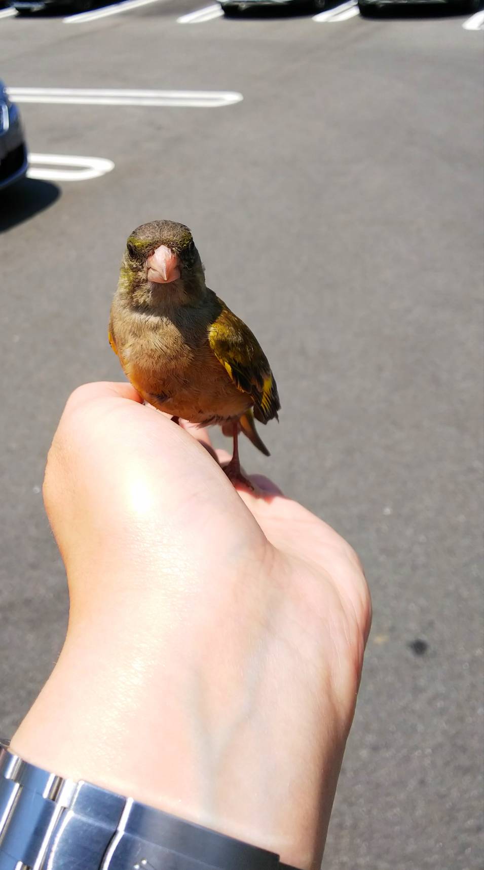 本日のお客様