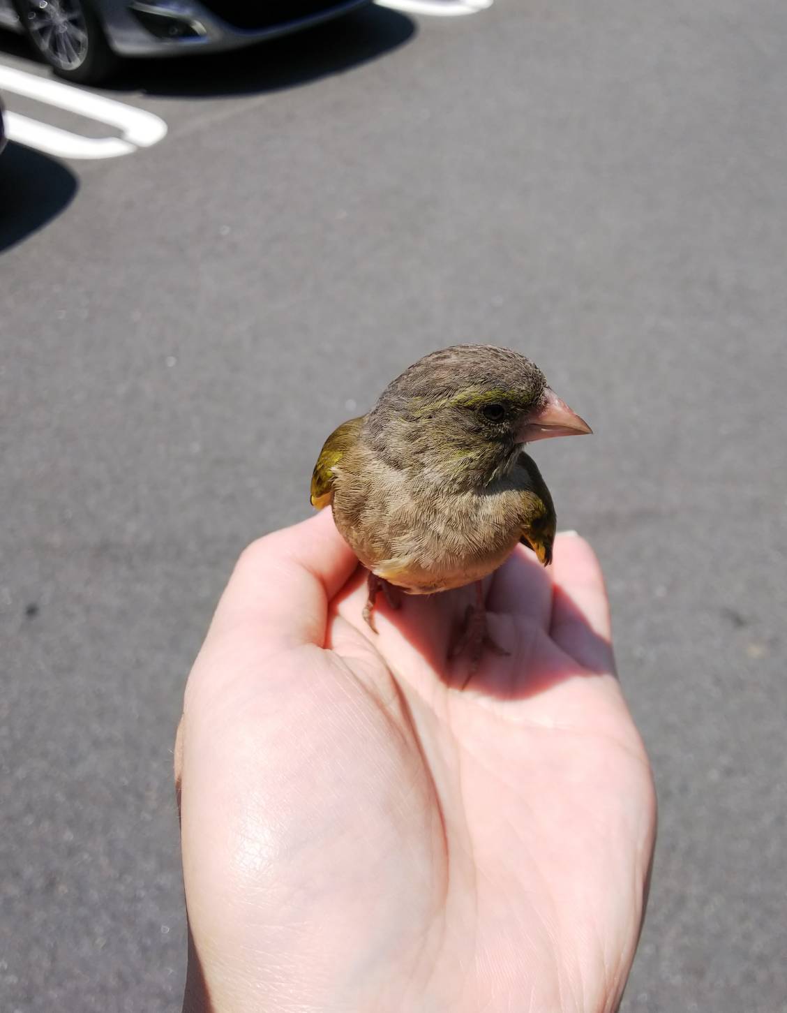 本日のお客様