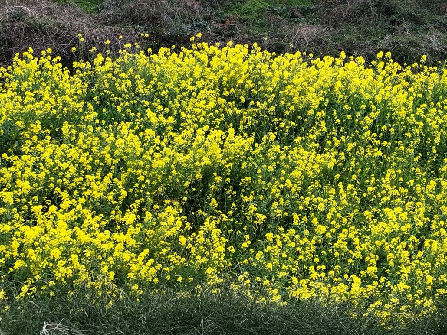 今日から3月です。