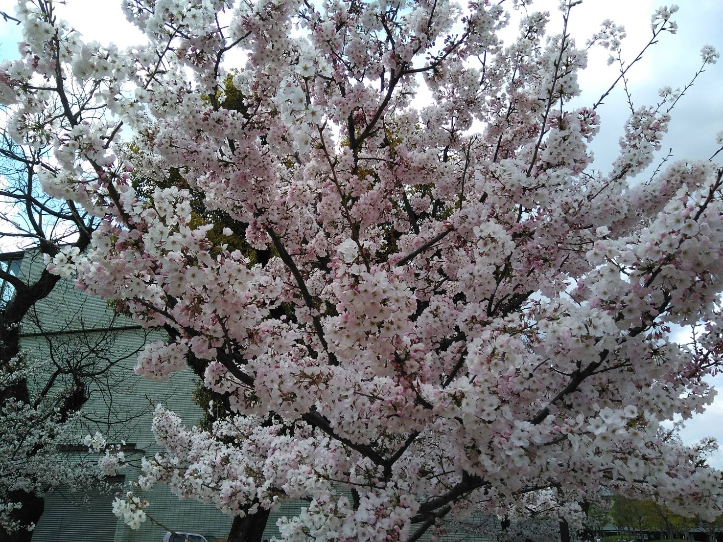 今日から新年度です