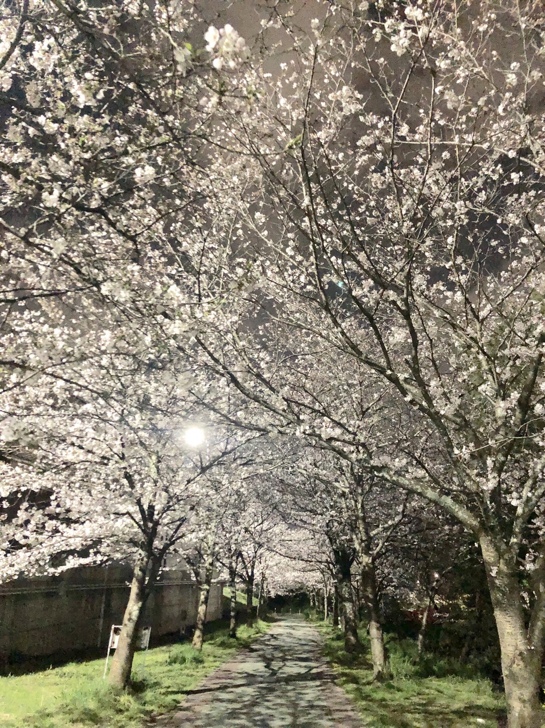 桜街道