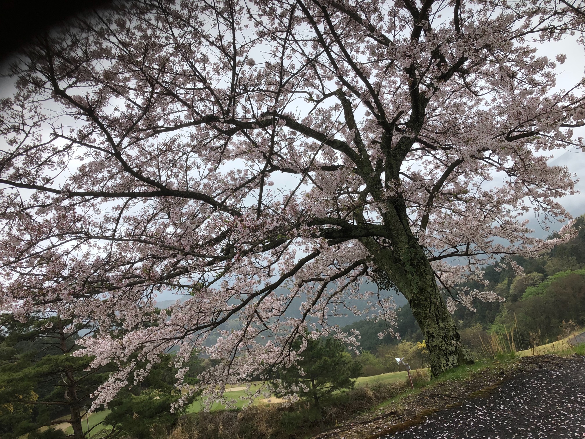 お花見