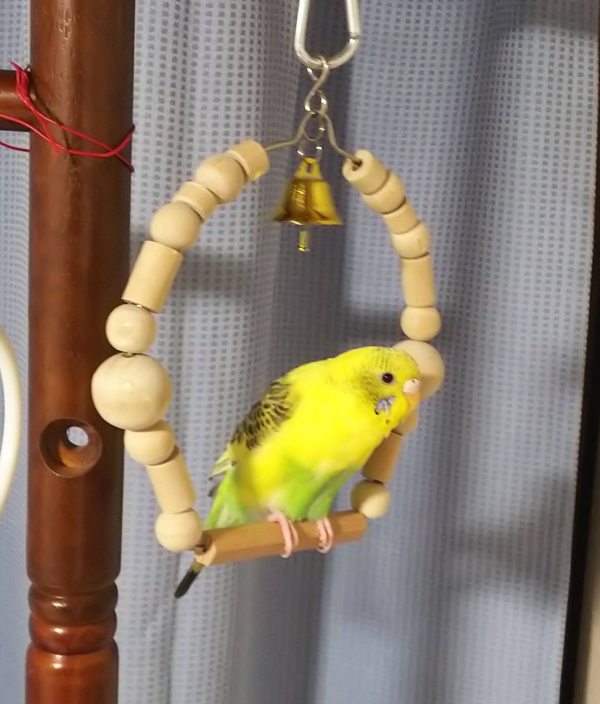 インコ