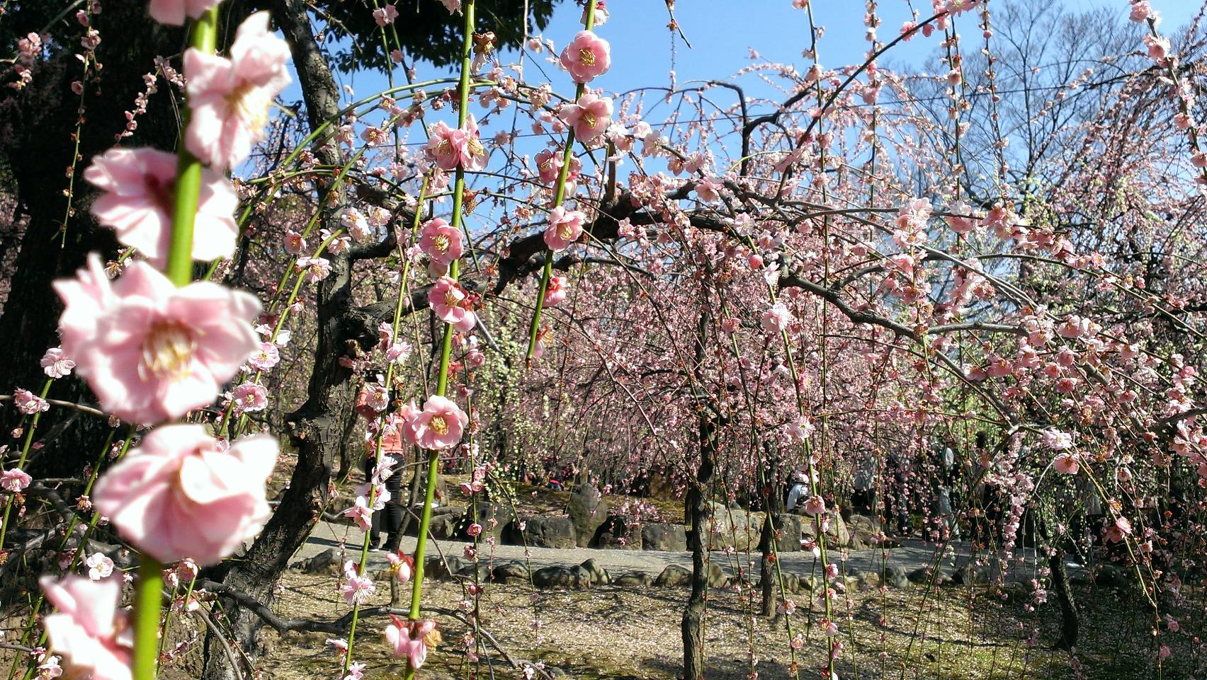 冬来りなば