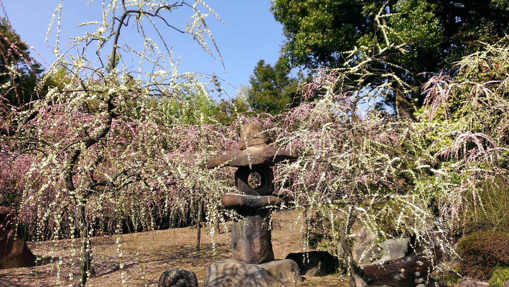 今年の桜は