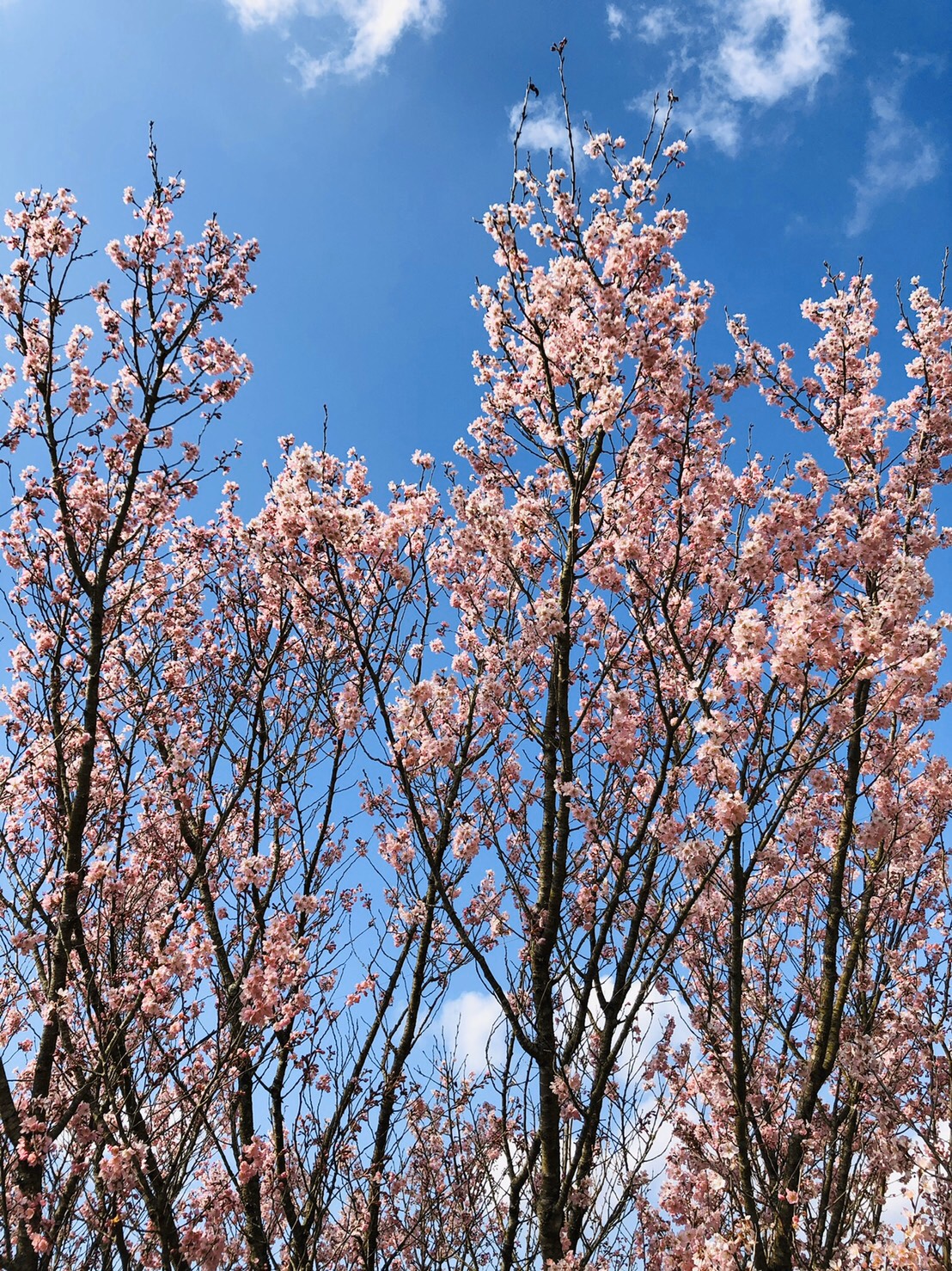 ３月も後半に差し掛かりました