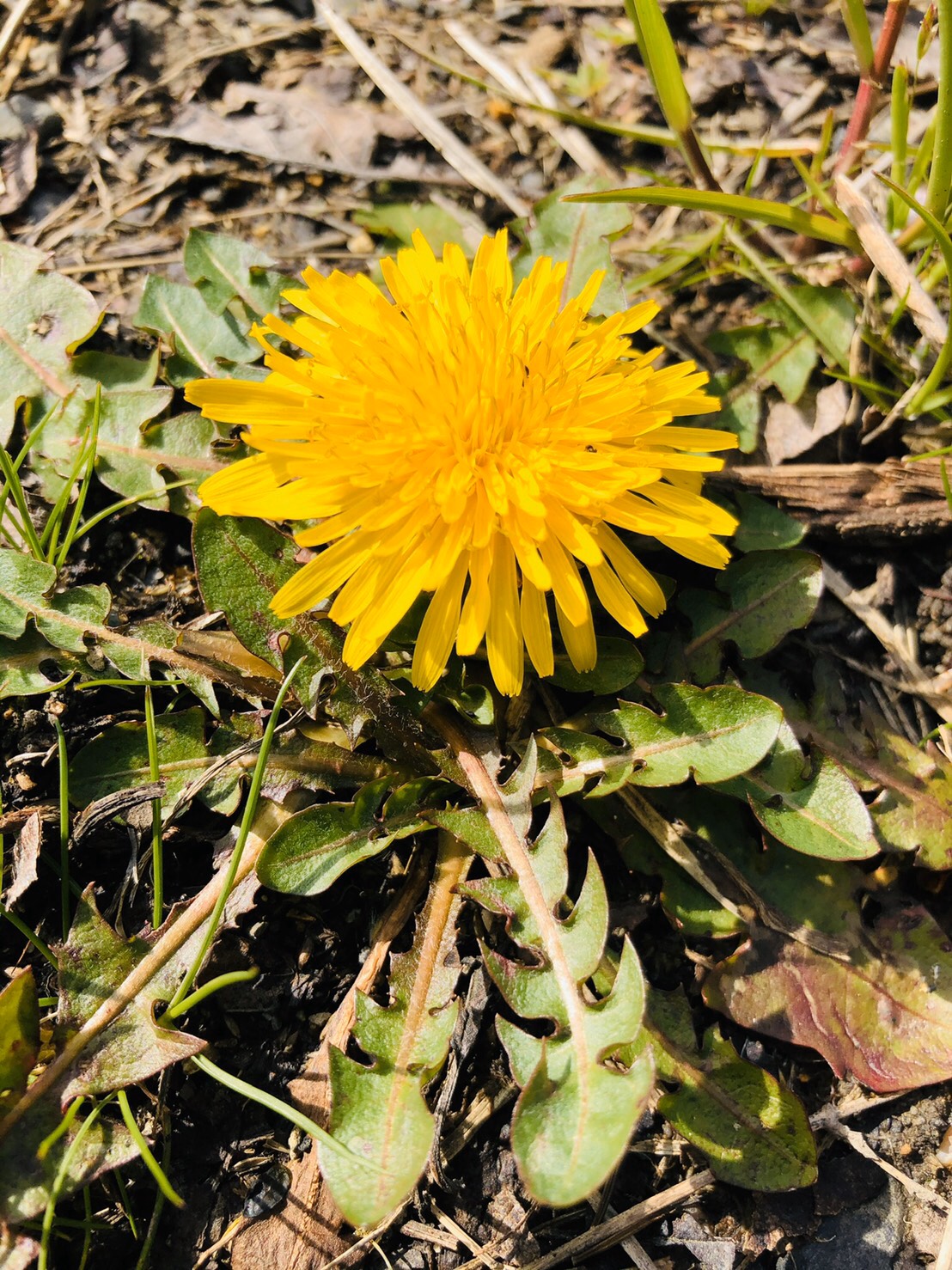 ３月も後半に差し掛かりました