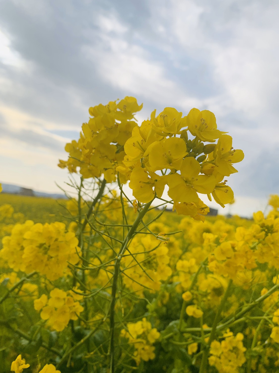 菜の花