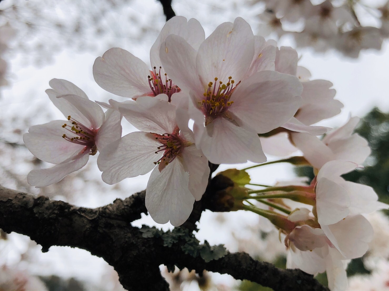 ４月１日です