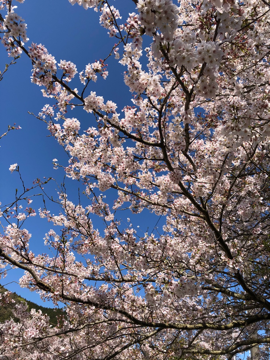 定休日