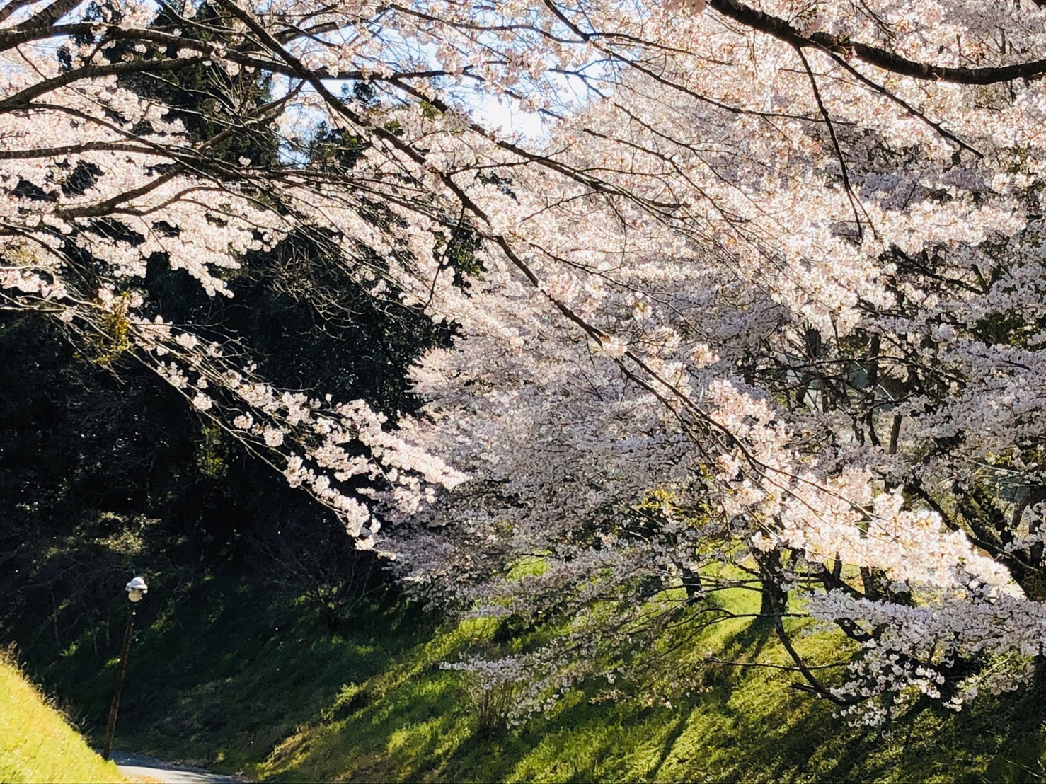 毎日頑張って！