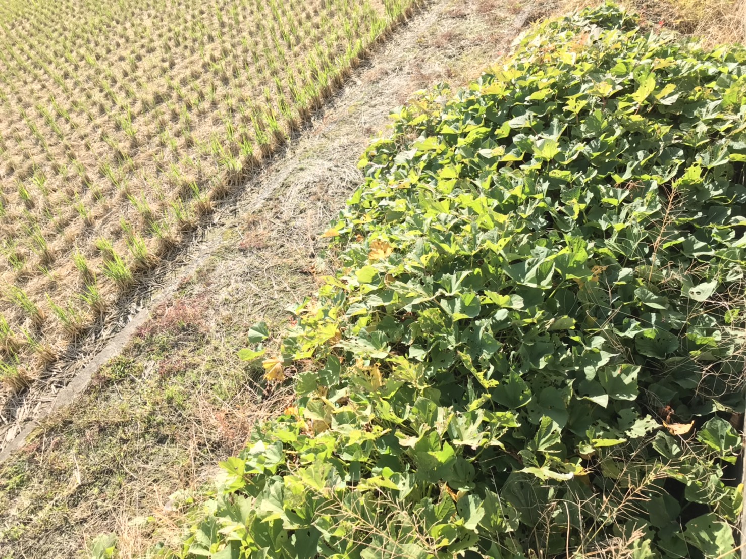 １１月も後半に差し掛かりました