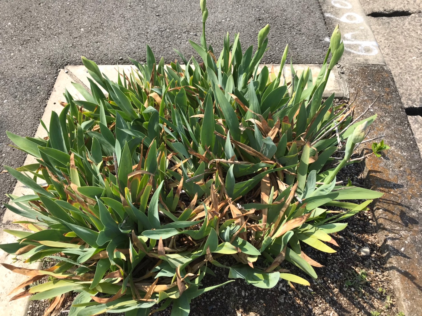 3月も後半に差し掛かりました