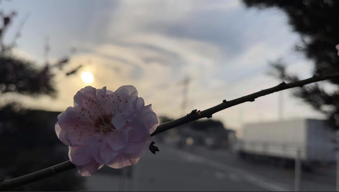 桜