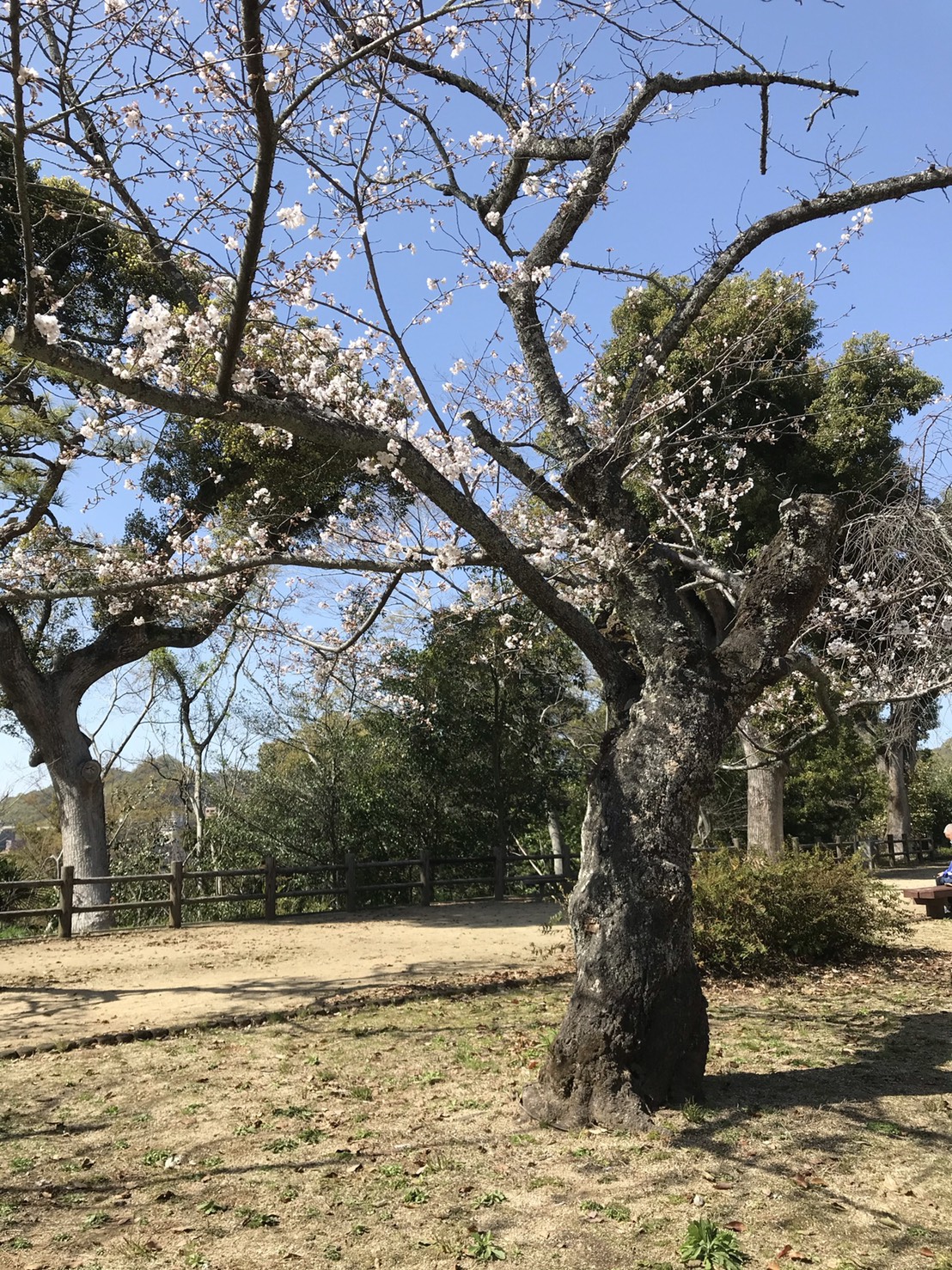 桜