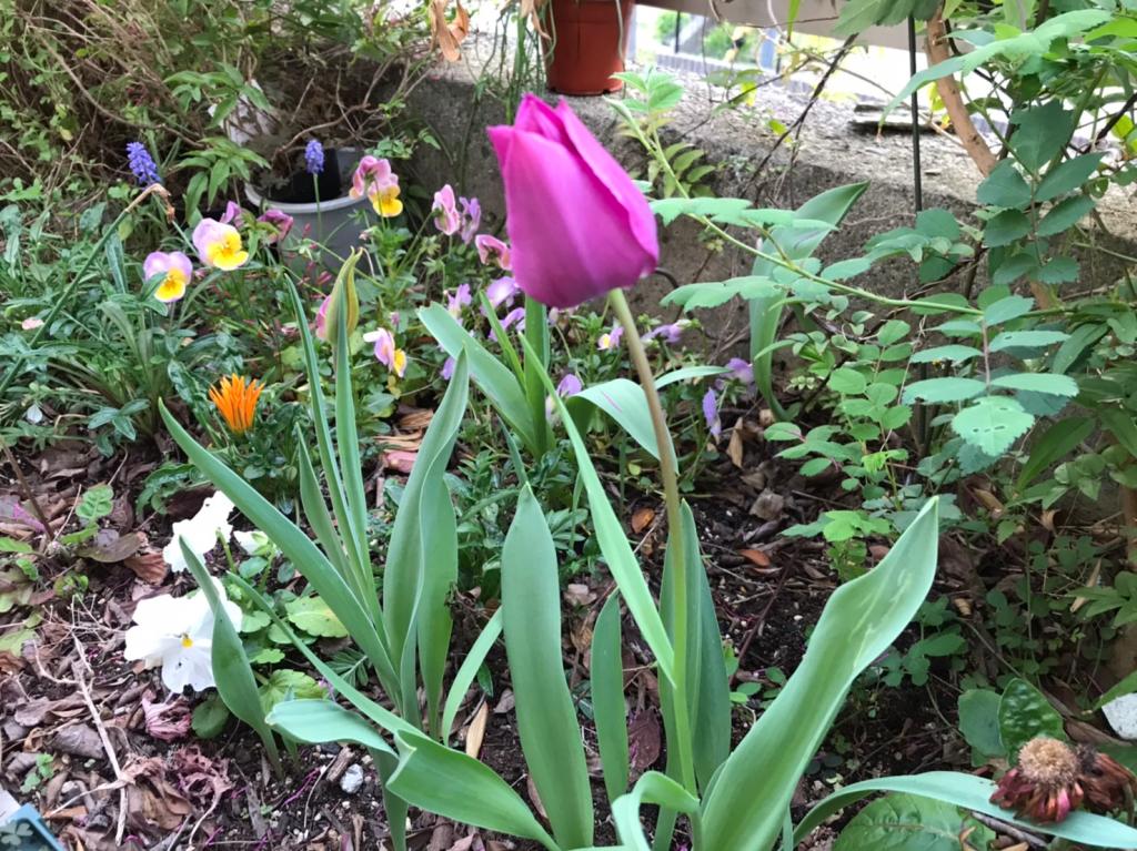 4月も後半に差し掛かりました