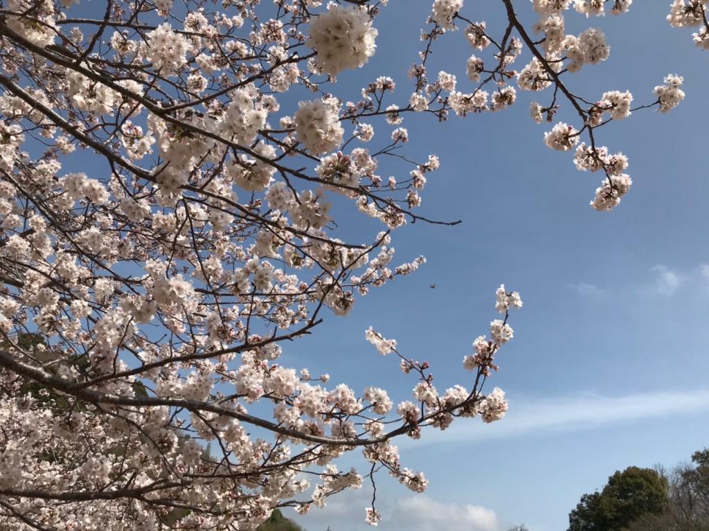 ４月になりました