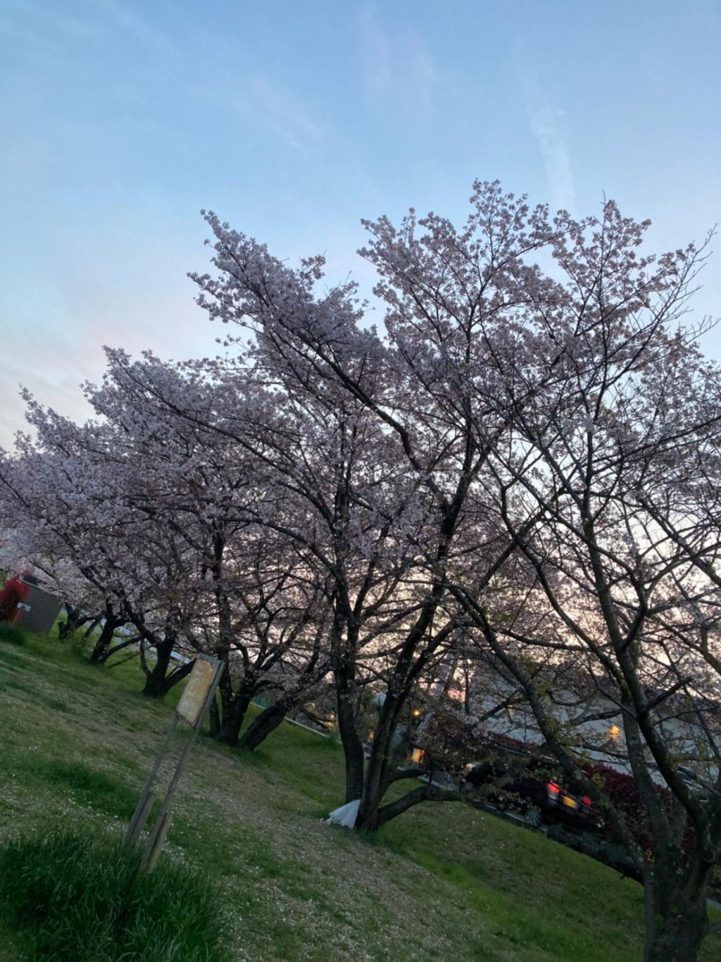 桜