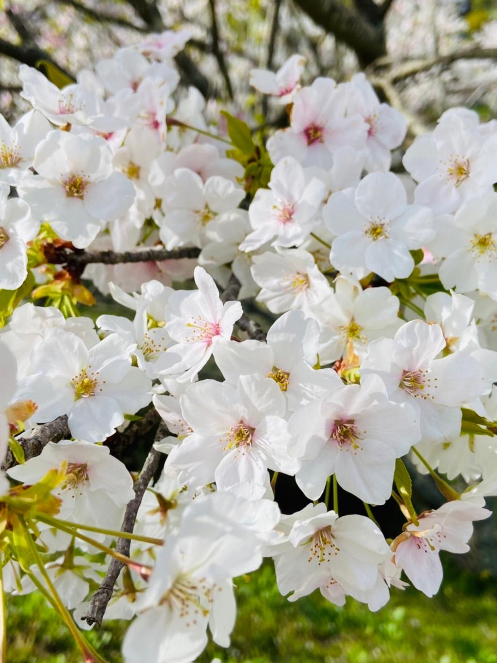 ４月も後半に差し掛かりました