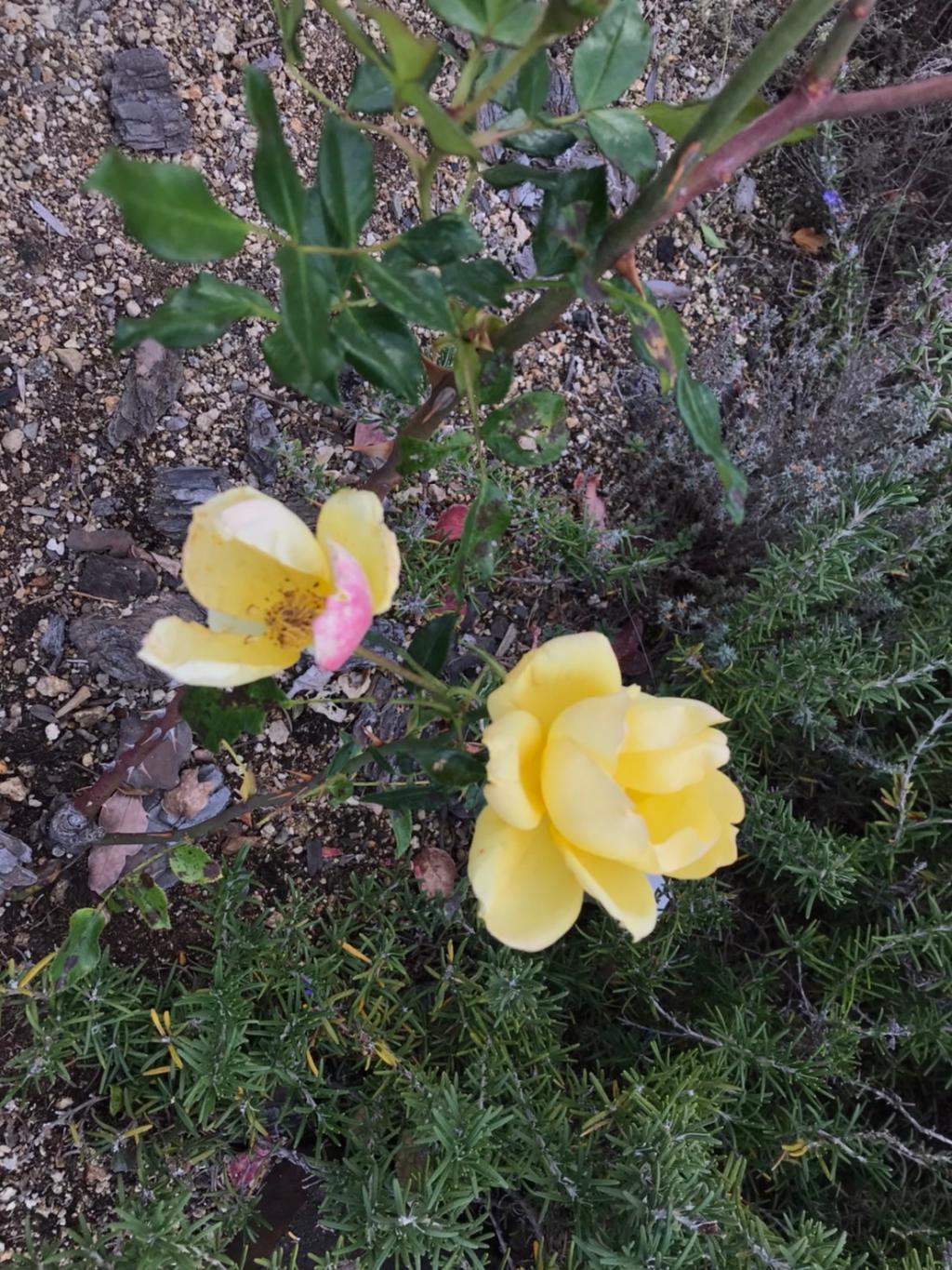 １２月も半月が経ちました