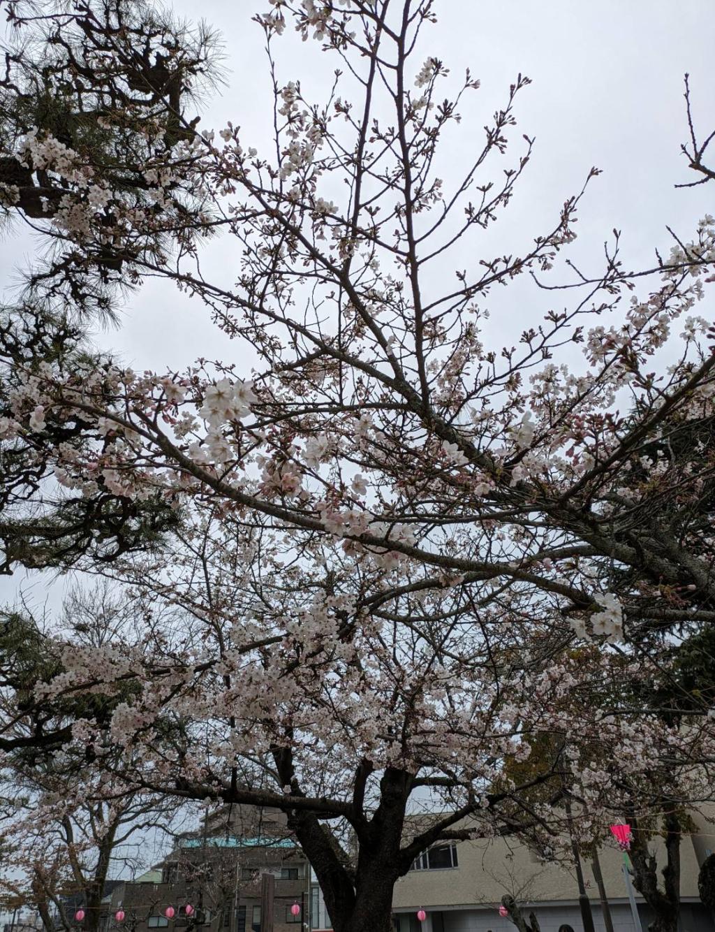桜