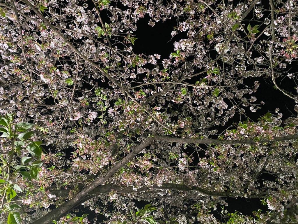 夜桜