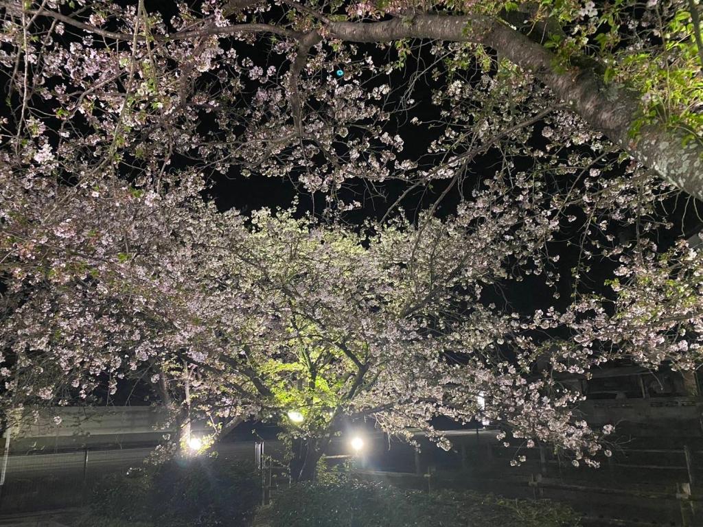 夜桜