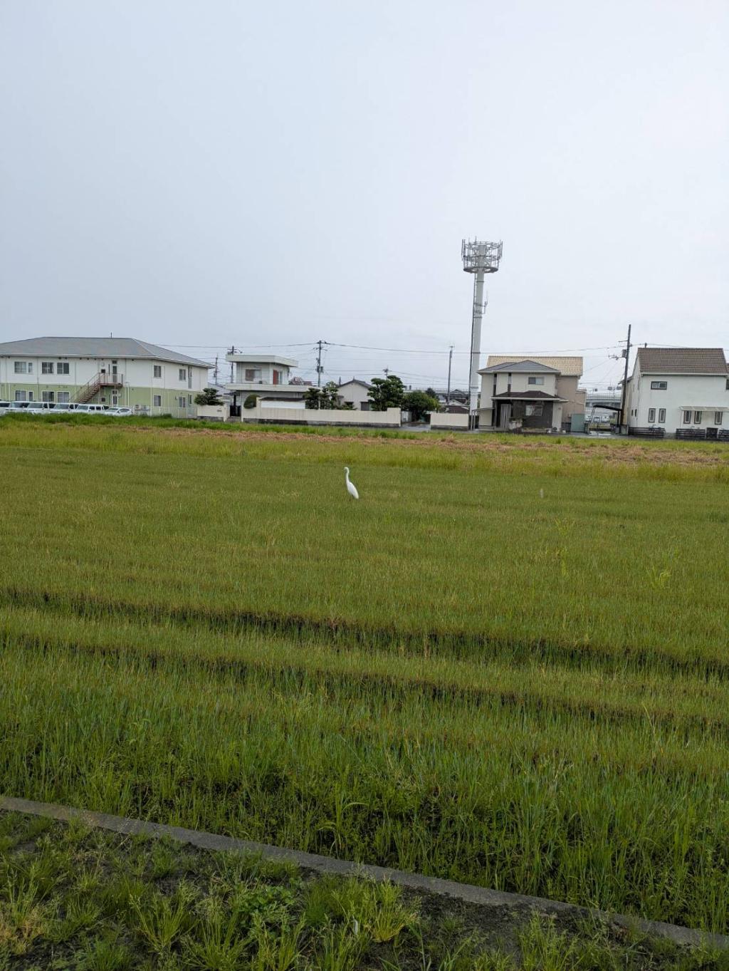 鳥の訪れは豊作のお知らせ!?🌾