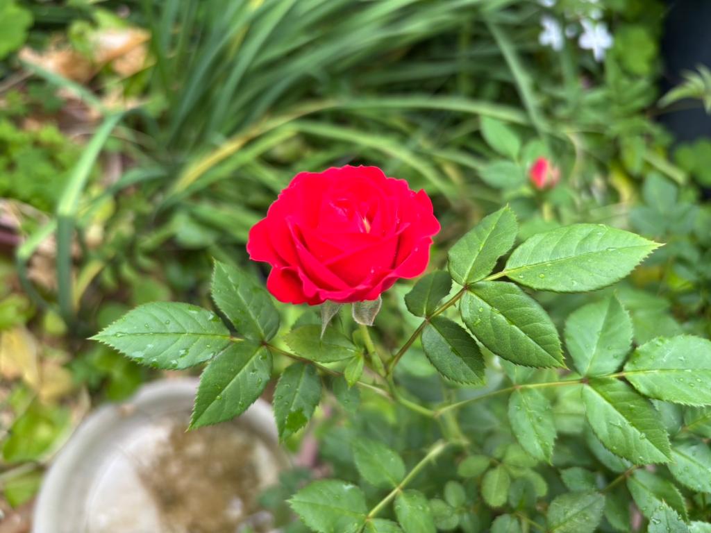 今日から6月です